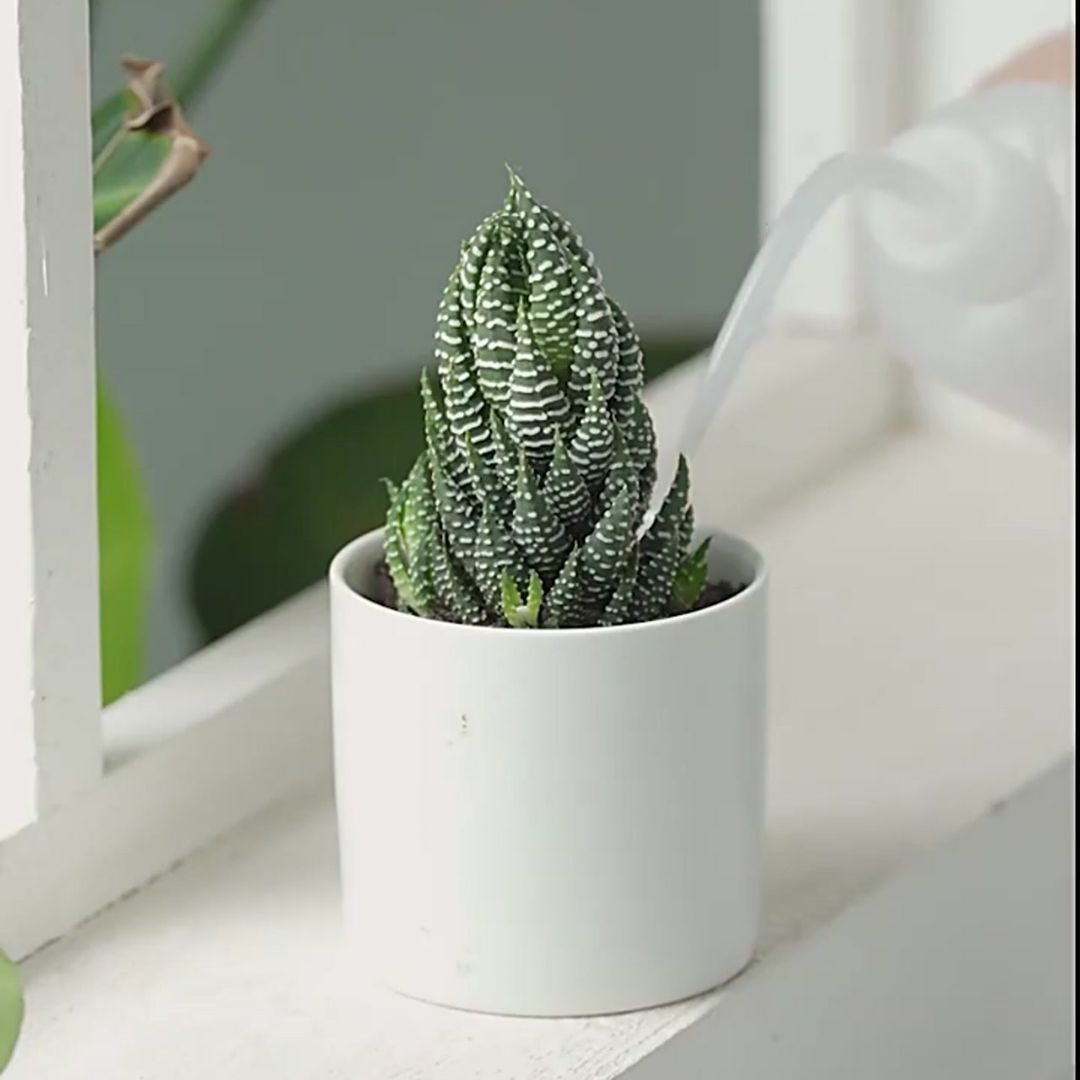 Succulent Planting Gereedschapset ( 8 - DELIG )