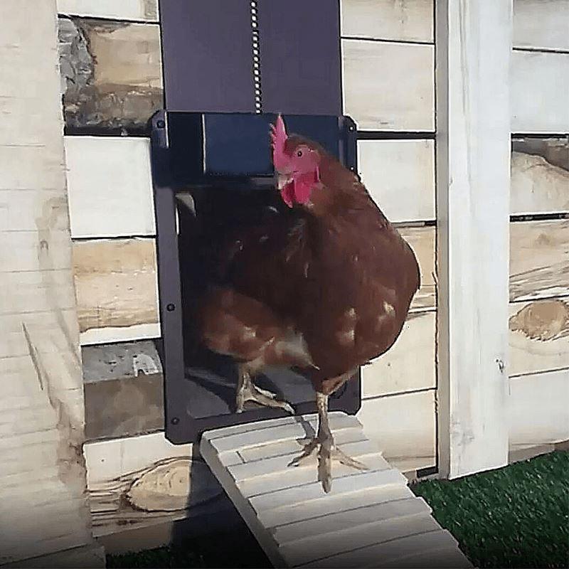 ChickenEntry™ - Automatische Kippenhokdeur voor Pluimveehouderij [Laatste dag korting]