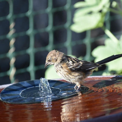 BirdBath™ - fontein op zonne-energie [Laatste dag korting]