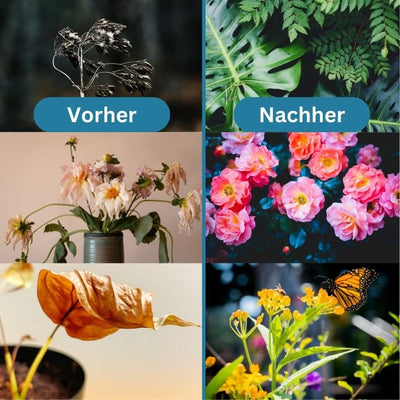 1+1 GRATIS | GrowBoost™️ - Breng planten weer tot leven op een milieuvriendelijke manier! [Laatste dag korting]