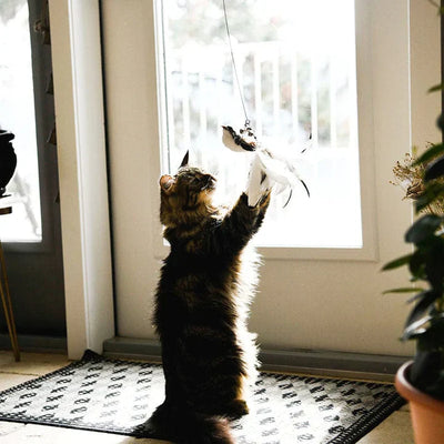 MeowFeather Toy™ - Interactief kattenspeeltje met veren [laatste dag korting]