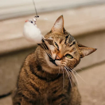 MeowFeather Toy™ - Interactief kattenspeeltje met veren [laatste dag korting]